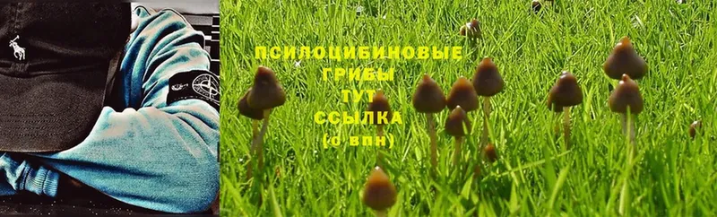 Псилоцибиновые грибы Psilocybe  блэк спрут   Кушва  купить  